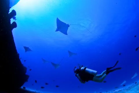 Diver with eagle rays Stock Photos