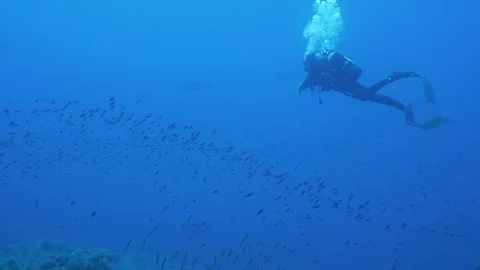 Diver enter in a school of fish, Ustica, Sicily, Mediterranea sea Video stock 125565213
