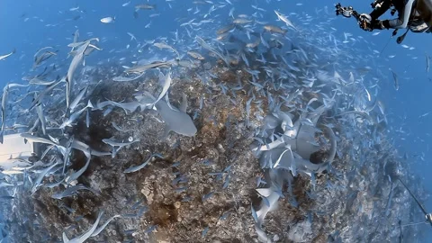 Diver explores fish and sharks in exciting underwater adventure Stock Footage 289389980