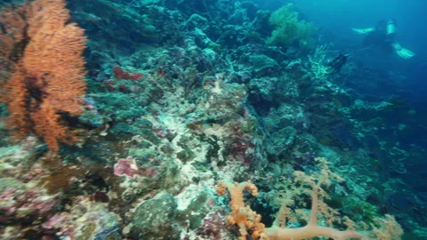 Diver explores ocean bottom with colorful corals underwater Stock Footage 282497265