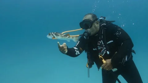 A diver exploring and a puffer fish swimming near. Stock Footage 205371033