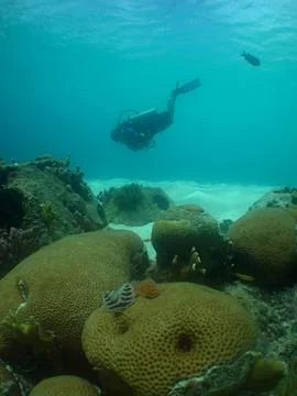 A diver exploring a beautiful reef in the crystal-clear waters of Curacao I.. Stock Photos