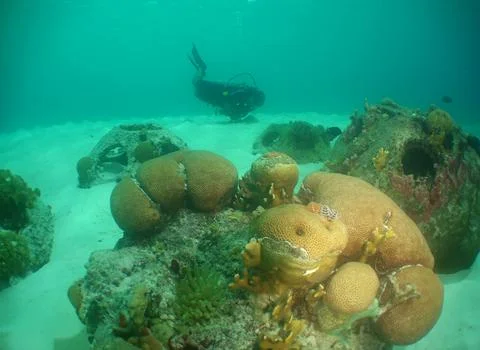 A diver exploring a beautiful reef in the crystal-clear waters of Curacao I.. Stock Photos