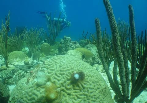 Diver Exploring Caribbean Reef Stock Photos