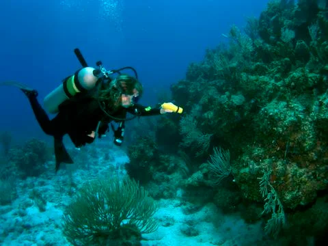 Diver exploring the reef with a flashlight Foto stock