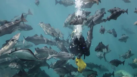 Diver feeding fish Stock Footage 231753444