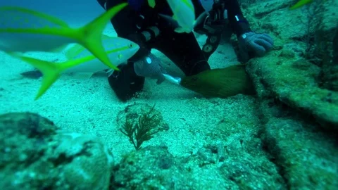 Diver feeding a large fish hidden under the rock Stock Footage 81231573