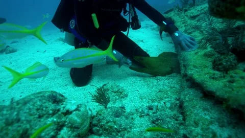 Diver feeding a large fish hidden under the rock Stock Footage 81231575