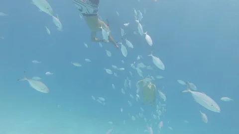 Diver feeding Turtle Underwater Stock Footage 127758019