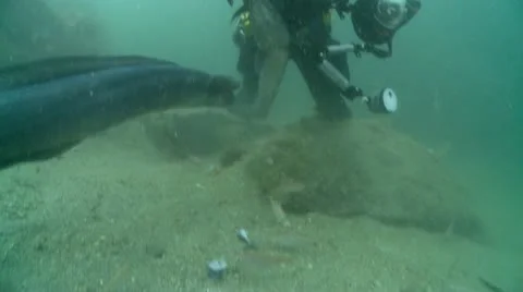 Diver feeds conger eel 2 스톡 동영상 12499527