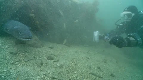 Diver feeds conger eel  3 Stock Footage 12499707