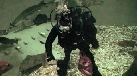 Diver feeds fish Video stock 9411737