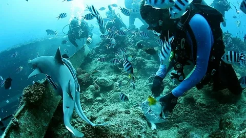 Diver feeds moray eel on background school of striped fish in underwater ocean. 스톡 동영상 117573263