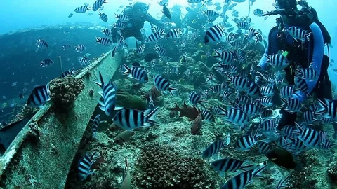 Diver feeds moray eel on background school of striped fish in underwater ocean. Stockbeeldmateriaal 117573269