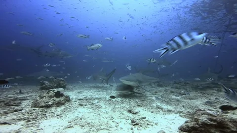 Diver feeds Sharks and school of fish underwater ocean of Fiji. Stockbeeldmateriaal 117574249