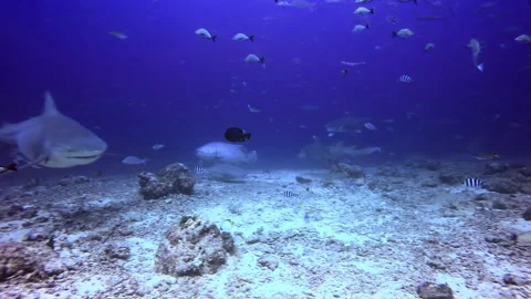 Diver feeds Sharks and school of fish underwater ocean of Fiji. Video stock 149576895