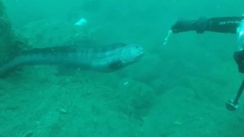 Diver feeds wolf eel out of den Stock Footage 88232217