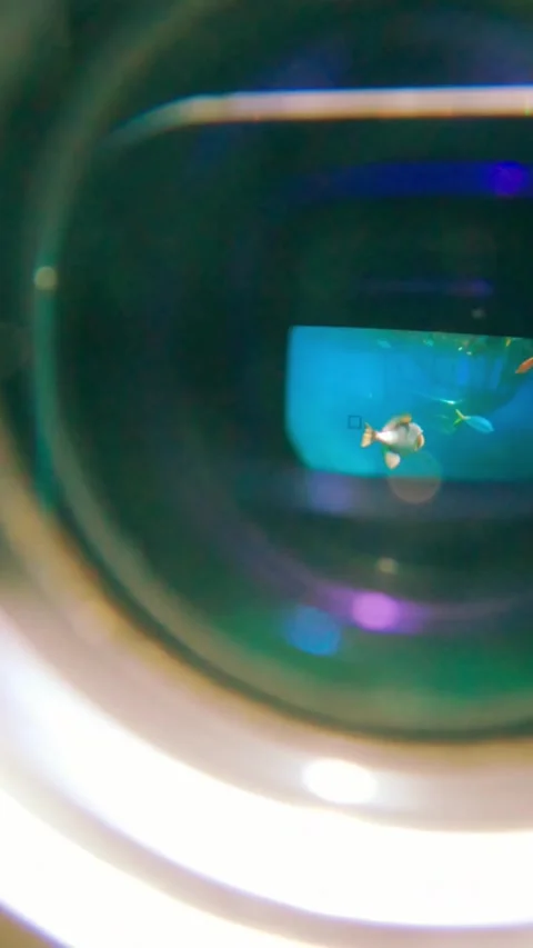 Diver filming titan triggerfish underwater Stock Footage 329624631
