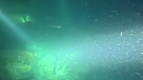 Diver with flashlight exploring coral reef at night Stock Footage 327064888