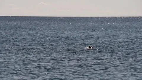 A diver floats on the sea Stock Footage 83393271