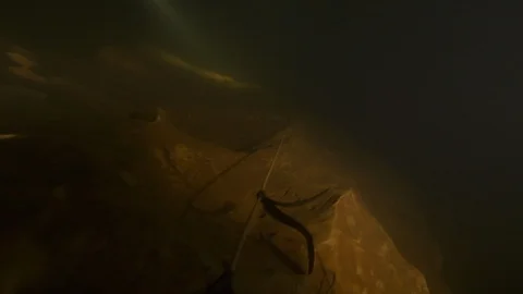 Diver follows guide line to go into the cave, Risorgenza Amaseno, Italy Stock Footage 109206055