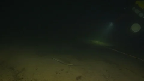 Diver follows a lake eel lighting it, Albano lake, Italy Stock-Footage 107607903