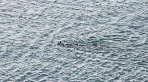 Diver Video stock 11963457