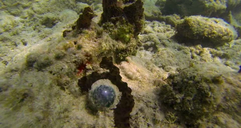 A diver found an egg cassing Video stock 42803933