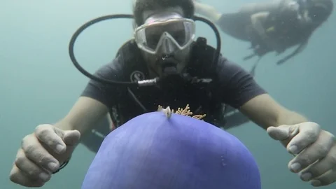 Diver gazes upon anemone Stock Footage 80854464