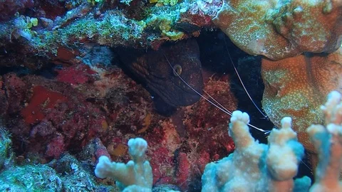 Diver gets too close for comfort to a large moray eel Stock Footage 109391370