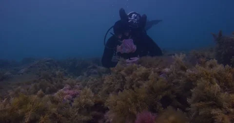 Diver With Giant Cuttlefish Stock Footage 317670706