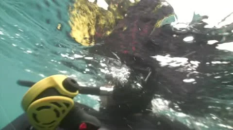 Diver Going Down Stock Footage 12363510