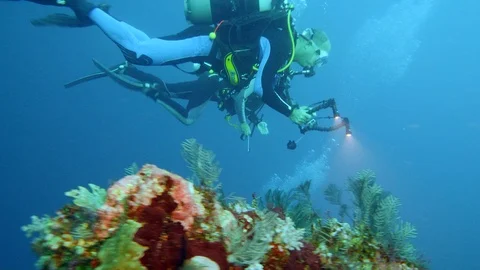 Diver with gopro camera and lights on filming a humphead parrotfish Stock Footage 112583082