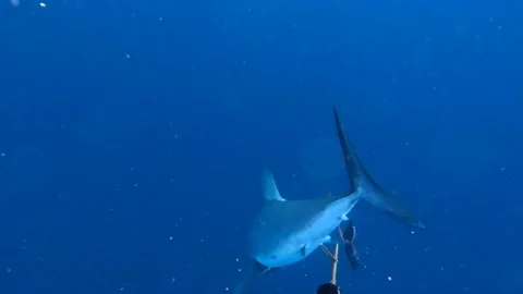 Diver Has a Close Encounter With a Big Mako Shark, Pensacola, Florida, USA - 01  Stock Footage 234828945