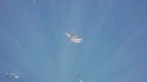 Diver has close encounter with large tiger sharks Stock Footage 109262437