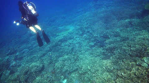 Diver hovering over healthy coral reef with blacktip shark passing under Stock Footage 112477357