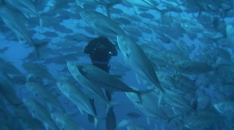 Diver in a huge school  fish Stock Footage 157476
