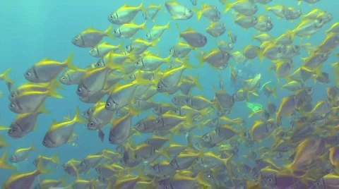 Diver in a huge school  fish Stock Footage 157485