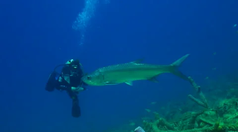 Diver with huge tarpon Video stock 47490513