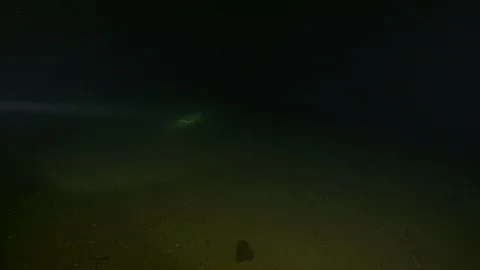 Diver illuminates the bottom of the lake looking for eel, Albano lake, Italy Stock Footage 107714977