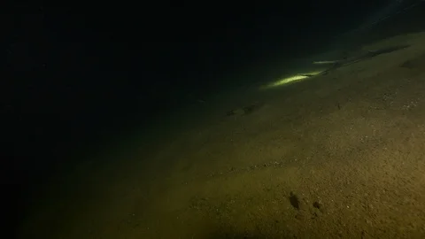 Diver illuminates eel at the bottom of the lake, Albano lak, Albano lake, Italy Stock Footage 107716059