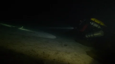 Diver illuminates eel at the bottom of the lake, Albano lake, Italy Stock Footage 107723794