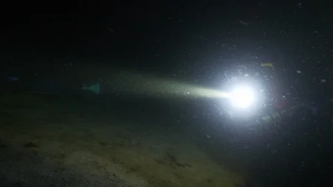 Diver illuminates eel of lake at the bottom of the lake, Albano lake, Italy Stock Footage 107725296