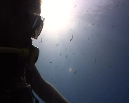 Diver interacting with a Longfin batfish Stock Footage 457889