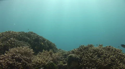 A diver ist crossing through a coral reef and through the frame Stock-Footage 575283