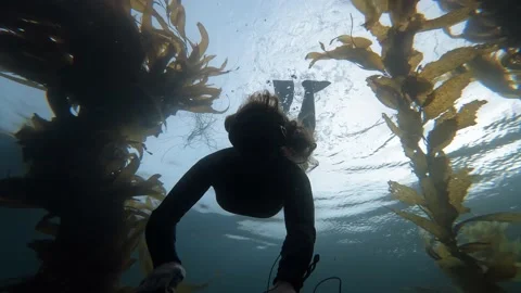 Diver in Kelp Stock Footage 170800934