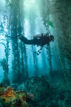 Diver in Kelp Stock Photos