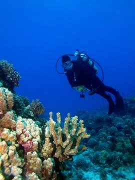Diver with lighted reef Stock Photos