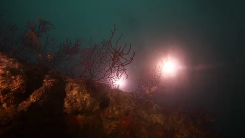 Diver lights up red gorgonian on the rocks, Banco Santa Croce, Mediterranean Sea Stock Footage 104679323
