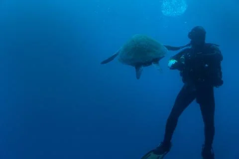 Diver looking at the big turtle in deep blue water. Stock Photos